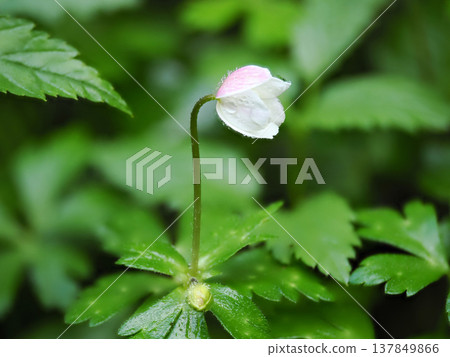 一片長滿銀蓮花的風景 一片長滿銀蓮花的風景 137849866
