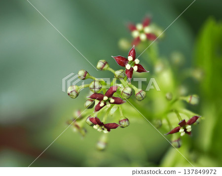 青木的花 青木的花 137849972
