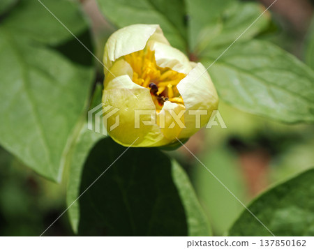 Scenery with Peonies Scenery with Peonies 137850162