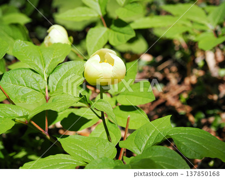 Scenery with Peonies Scenery with Peonies 137850168