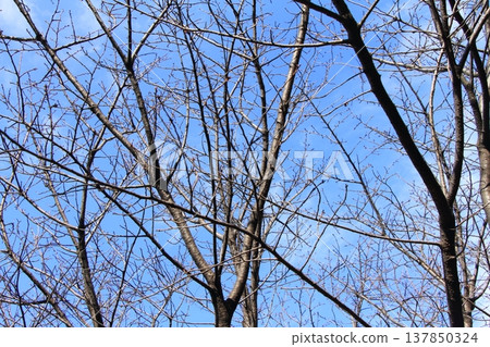The cherry blossom buds are slowly swelling. 137850324