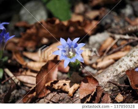 龍膽花 137850328