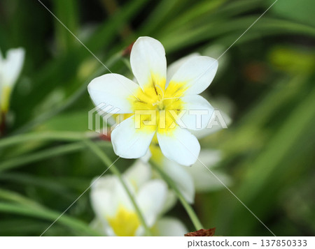 Landscape with Sparaxis (Daffodil Iris) 137850333