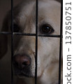 A dog waiting for its owner in a cage. 137850751
