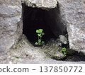 植物在混凝土裂縫中生長 137850772