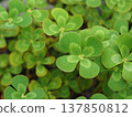 Four leaves clover 137850812