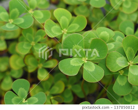 Four leaves clover 137850812