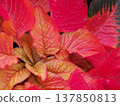 Red leaves 137850813