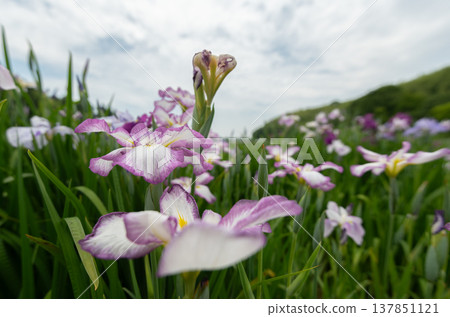鳶尾花 鳶尾花 137851121