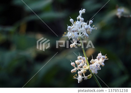 White flowers of *Ophiopogon japonicus* blooming in the bushes on an autumn morning in September. White flowers of *Ophiopogon japonicus* blooming in the bushes on an autumn morning in September. 137851238