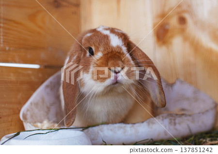 A ginger and white rabbit with black markings sits in a wooden cage with fresh green grass and a metal bowl visible pet care domestic animal husbandry pet concept A ginger and white rabbit with black markings sits in a wooden cage with fresh green grass and a metal bowl visible pet care domestic animal husbandry pet concept 137851242