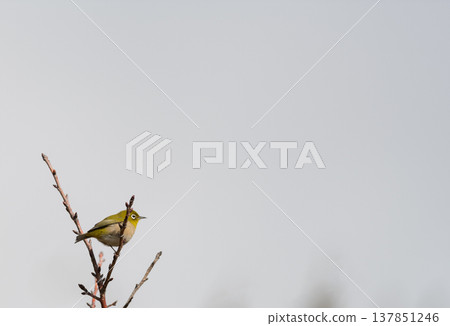 來到花園的白眼 來到花園的白眼 137851246
