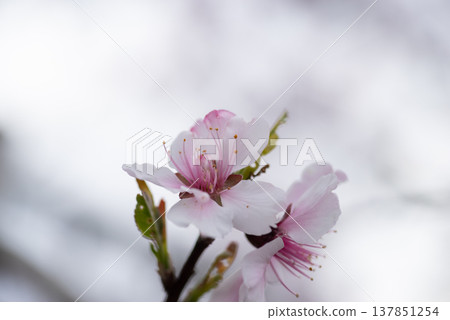 Cherry blossom 137851254