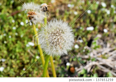  Dandelion 137851259