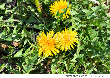  Dandelion 137851263