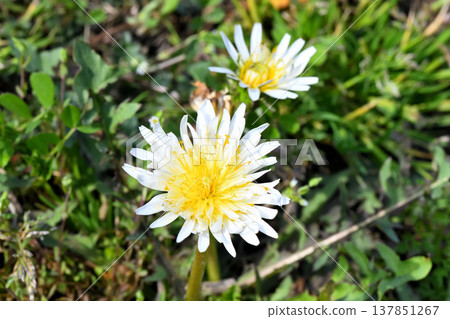  Dandelion 137851267