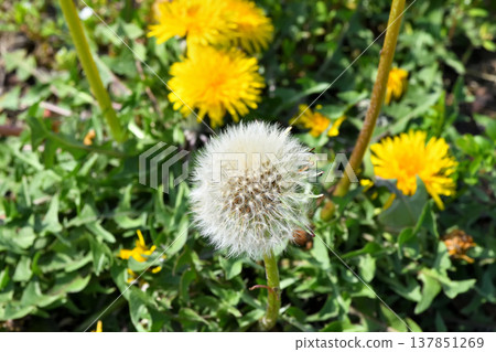  Dandelion 137851269