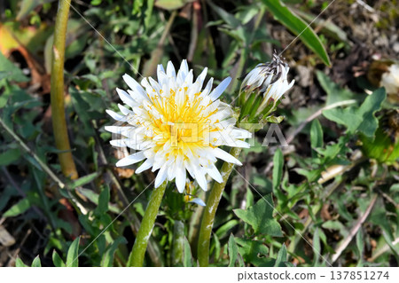 Dandelion Dandelion 137851274