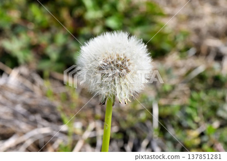 Dandelion Dandelion 137851281