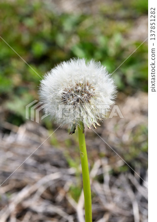  Dandelion 137851282