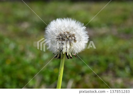 Dandelion Dandelion 137851283