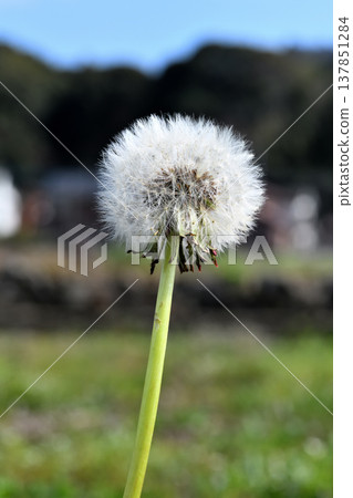 Dandelion Dandelion 137851284
