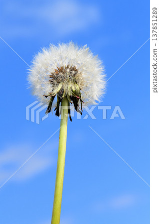  蒲公英 137851289