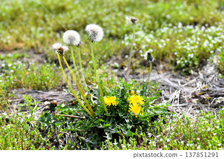 蒲公英 蒲公英 137851291
