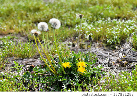 Dandelion Dandelion 137851292