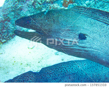 巨型海鰻 巨型海鰻 137851310