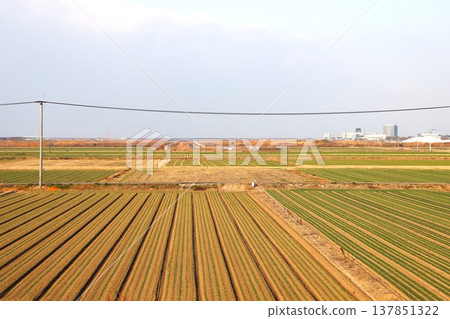 Saga reclaimed land Saga reclaimed land 137851322
