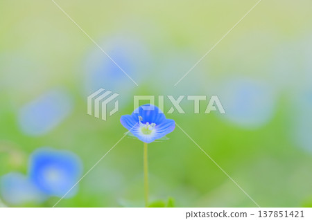 春季野花，包括波斯婆婆納，以及柔和模糊的背景。 137851421