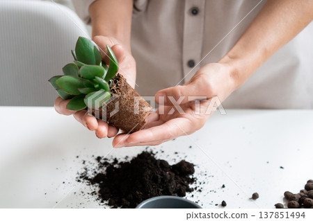 Young Woman Transplants a Crassula ovata Houseplant into a Ceramic Pot at home Young Woman Transplants a Crassula ovata Houseplant into a Ceramic Pot at home 137851494