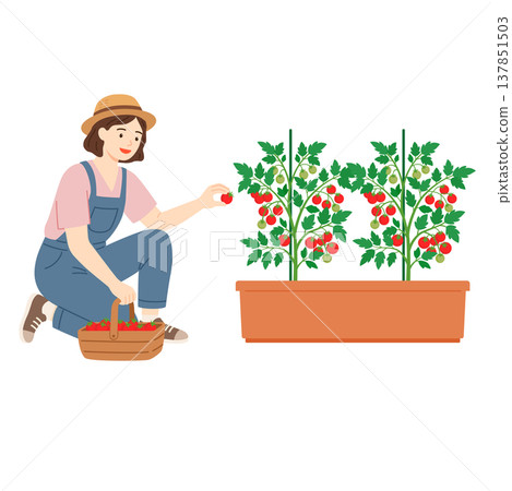 A woman harvests cherry tomatoes grown in a planter. 137851503