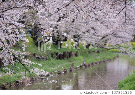 Spring stream and cherry blossom curtain 1 137851536