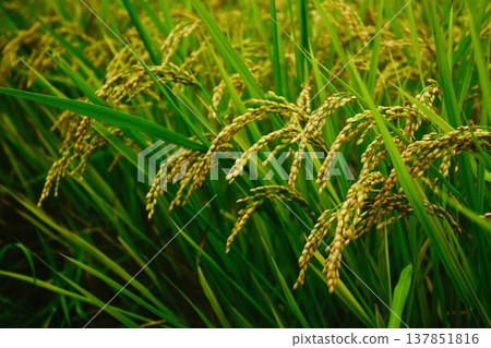 Rice stalks bowing their heads before harvest 137851816