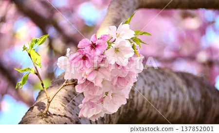 珍稀的御福寺櫻花樹，日本僅此一棵。 137852001