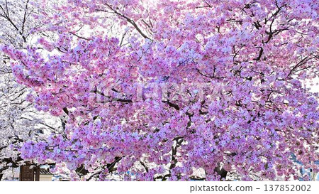 珍稀的御福寺櫻花樹，日本僅此一棵。 137852002