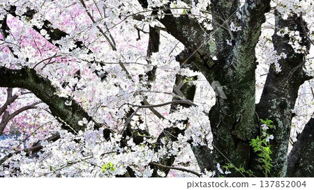Somei Yoshino cherry trees at Gyofuku-ji Temple Somei Yoshino cherry trees at Gyofuku-ji Temple 137852004