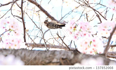 Cherry blossoms in full bloom and a woodpecker pecking at the branches. Cherry blossoms in full bloom and a woodpecker pecking at the branches. 137852008