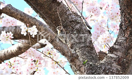 一隻日本侏儒啄木鳥棲息在櫻花樹枝上。 137852009