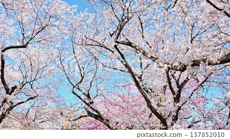 行福寺，櫻花盛開，景色優美。 137852010