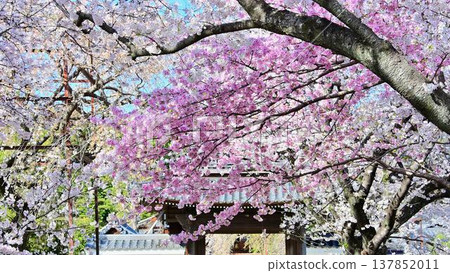 櫻花盛開，禦福寺的寺門也隨之綻放。 137852011