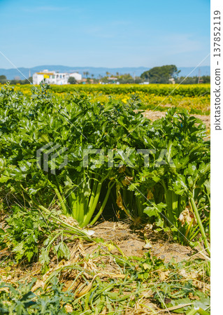 green celery plants under bright sun green celery plants under bright sun 137852119