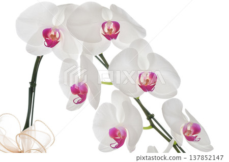 Big White Phalaenopsis, Elegant white orchid blossom with pink center bringing peaceful mood Big White Phalaenopsis, Elegant white orchid blossom with pink center bringing peaceful mood 137852147