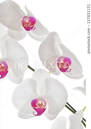 Big White Phalaenopsis, Elegant white orchid flower with pink center evoking peaceful emotion Big White Phalaenopsis, Elegant white orchid flower with pink center evoking peaceful emotion 137852151