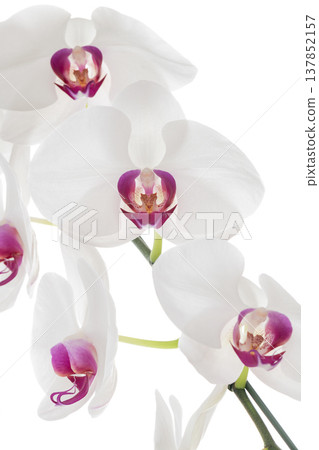Big White Phalaenopsis, One serene white orchid flower with beautiful purple center Big White Phalaenopsis, One serene white orchid flower with beautiful purple center 137852157