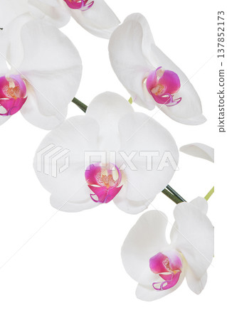 Big White Phalaenopsis, Peaceful white pink orchid flower blossom isolated on plain background Big White Phalaenopsis, Peaceful white pink orchid flower blossom isolated on plain background 137852173