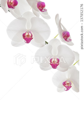 Big White Phalaenopsis, Serene white orchid flower branch with pink center isolated on white Big White Phalaenopsis, Serene white orchid flower branch with pink center isolated on white 137852176