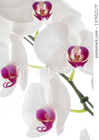 Big White Phalaenopsis, Serene white orchid flower with bright purple center in full bloom Big White Phalaenopsis, Serene white orchid flower with bright purple center in full bloom 137852177